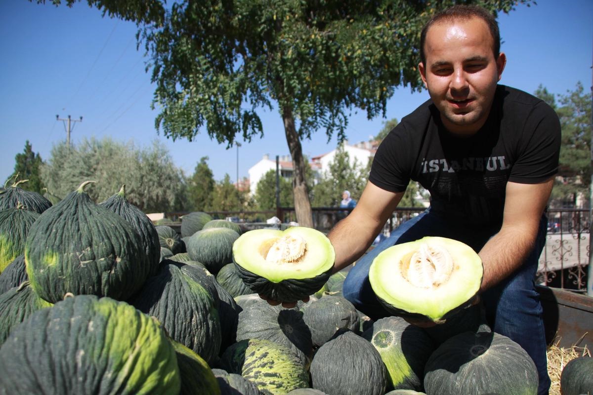 Çubuk'ta Kavun Hasadı Başladı