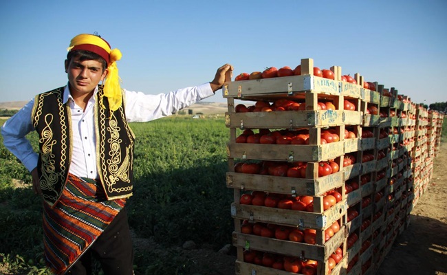 En Küçük "Domates Ağası"