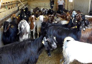 Devlet keçi sütüne teşvik veriyor