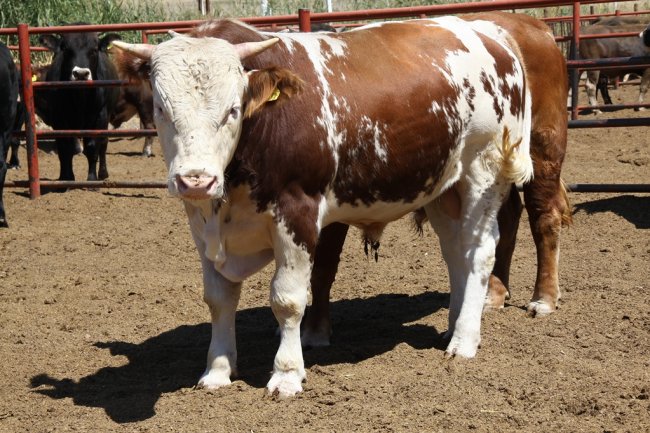 3img_1098.jpg 3img_1098.jpg