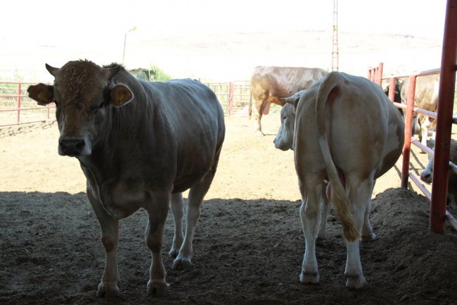 girisim_entegre09.jpg girisim_entegre09.jpg