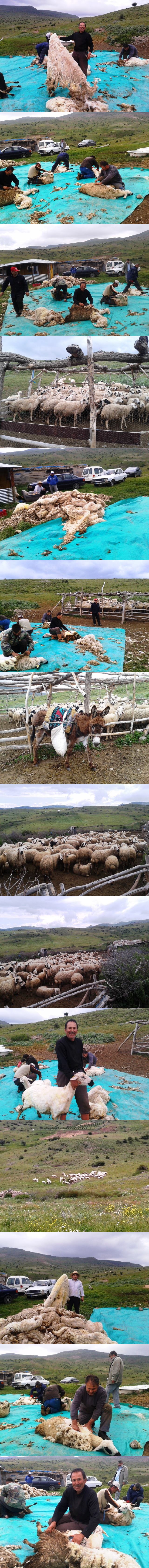 koyun01-vert-001.jpg koyun01-vert-001.jpg