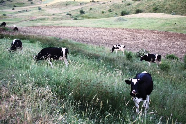 yayla2-001.jpg yayla2-001.jpg