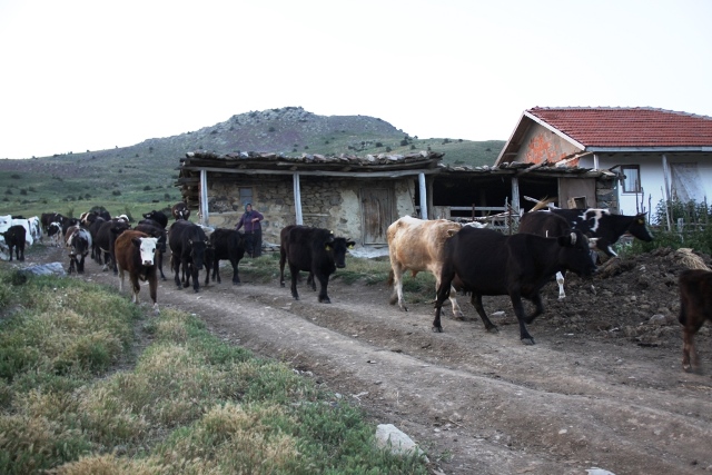 yayla3.jpg yayla3.jpg