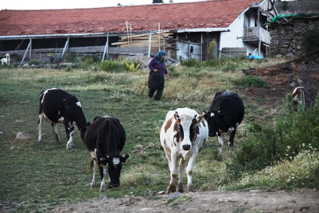 yayla4-001.jpg yayla4-001.jpg