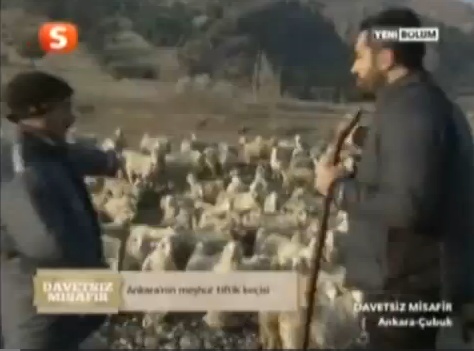 DURASAN ANKARA KEÇİSİ