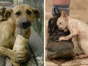 Sokak Hayvanlarından Şikayetçimisiniz?