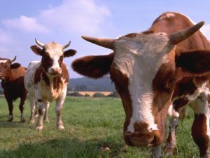 Besiciler Sorunlarını Dile Getiriyor 03