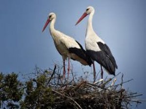 Esnafın Leylekler Hakkındaki Düşüncleri