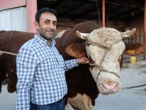 Tekin Gross Besicilikte Kurbanlık Satışları Başladı