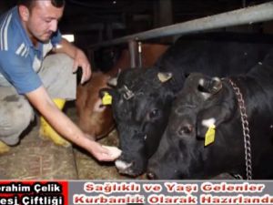 İbrahim Çelik Besi Çiftliği
