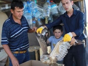 Çubuk'ta Şahin Koyun Sürüsüne Saldırdı